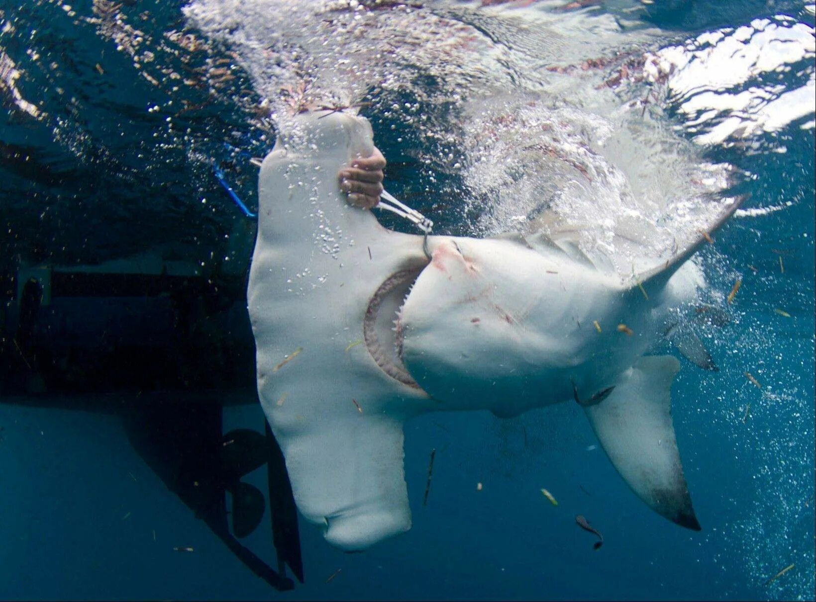 Встреча человека с большой белой акулой. Оседлал акулу. Shark human