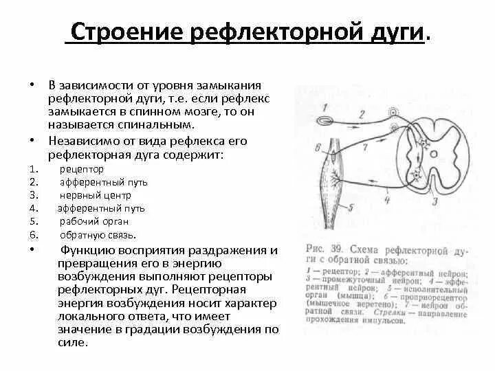 Уровни замыкания рефлекторных дуг в ЦНС. Строение рефлекторной дуги глубоких рефлексов. Уровень замыкания рефлекторной дуги. Строение спинного мозга и звенья рефлекторной дуги.