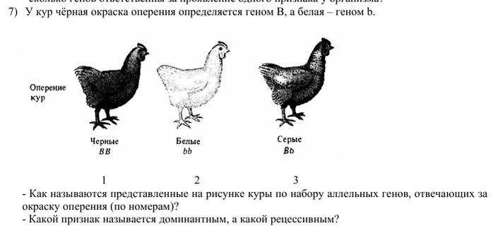 Доминантные признаки у кур. Наследование окраски оперения у кур. Окраскка оперения укур. Таблица скрещивания кур. Породы кур чёрно-белого окраса.