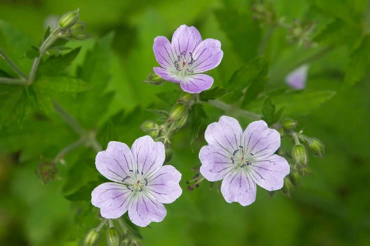 Герань Лесная (Geranium sylvaticum). Герань Даурская. Герань Луговая и Лесная. Герань Сибирская. Герань военная