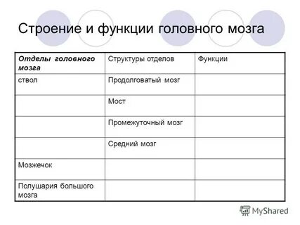 Лабораторная работа изучение строения головного мозга человека