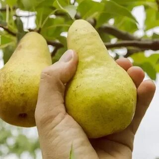 Саженцы груши дюшес