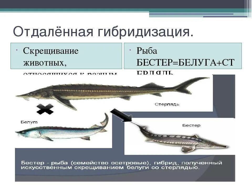 5 отдаленная гибридизация. Отдаленная гибридизация. Отдаленная гибридизация в селекции животных. Гибридизация рыб. Осетровые гибриды.