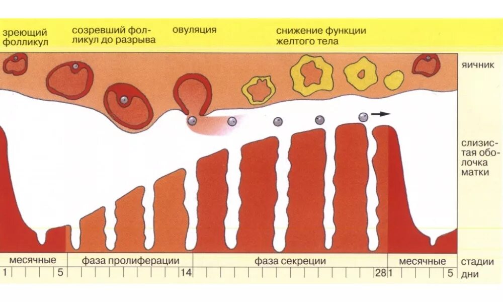 Менструальный цикл. Овуляция. Выделения в менструальном цикле. Выделение по циклу месячных.