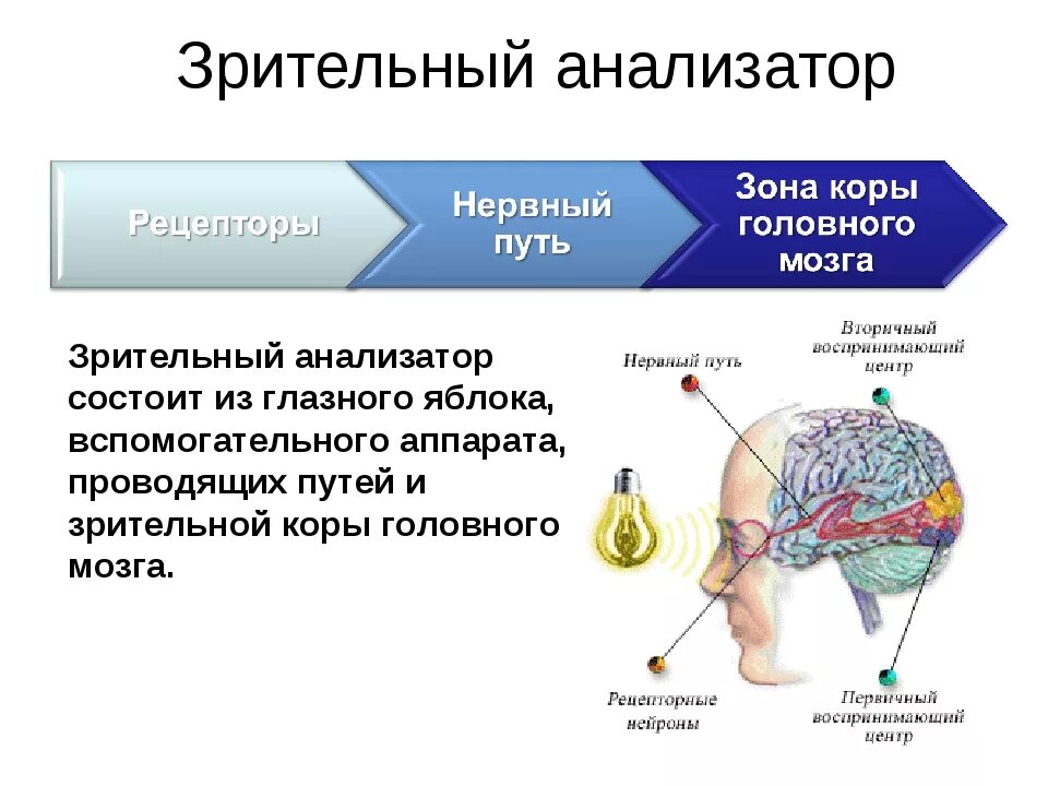 Части анализатора биология. Рецепторный отдел зрительного анализатора расположен. Зрительный анализатор расположение рецепторов. Рецепторы зоительного анализа. Строение зрительного анализатора.