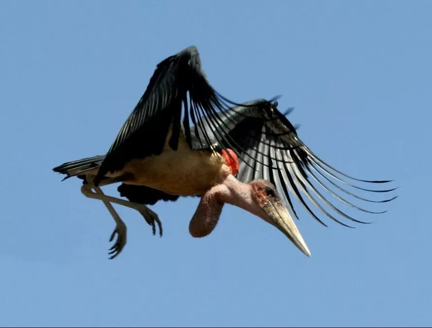 как выглядит орел птица в реальной жизни. африканский венценосный орел. андский кондор южная америка. шлемоносный казуар. крупная птица 6.