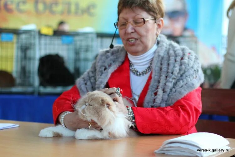 Выставка кошек. Всемирная выставка кошек. Федерация кошек ижевск. Выставка кошечек в ижевске. Кошка в ижевске.