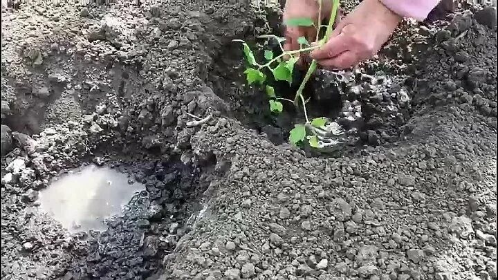 В лунку при высадке томатов. Лунки для рассады. Лунки для томатов. Рассада томатов удобрение в лунках. Высадка помидоров в лунки.