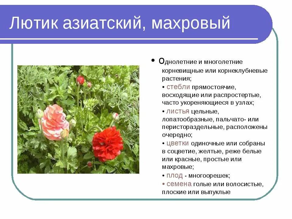 царство растения лютик ползучий. лабораторная работа морфологические особенности растений. особенности строения и размножения цветковых растений. морфологические особенности растений из разных мест. морфологическое описание растения.