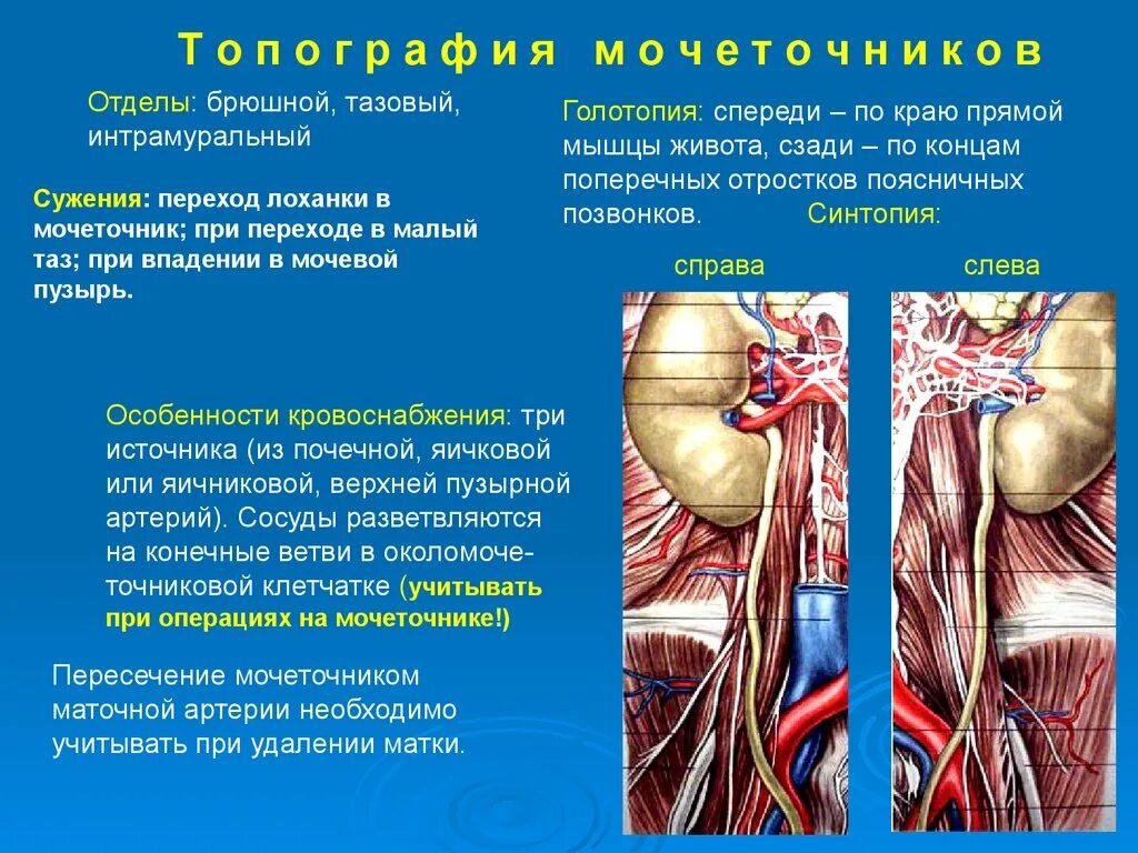 Arteries and Veins of Pelvic Organs: Female Anterior View Anatomy Renal artery a