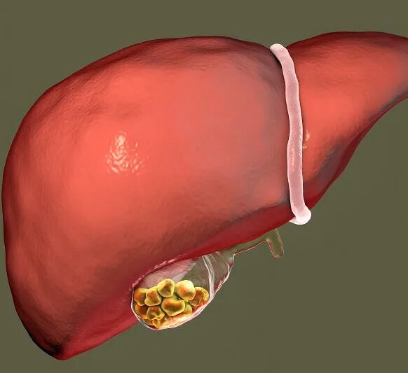 Здоровый желчный пузырь