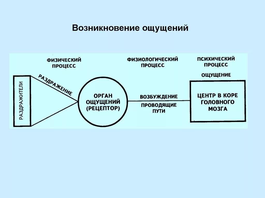 Всегда ли анализаторы правильно отражают окружающую действительность. Процесс возникновения ощущений. Возникновение ощущений схема. Процесс ощущения схема. Процессы ощущения в психологии.