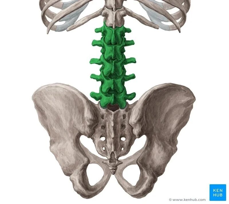 Vertebrae lumbales. Поясничные позвонки (vertebrae lumbales) анатомия. Отдел позвоночника lumbalis. 5 Поясничный позвонок.