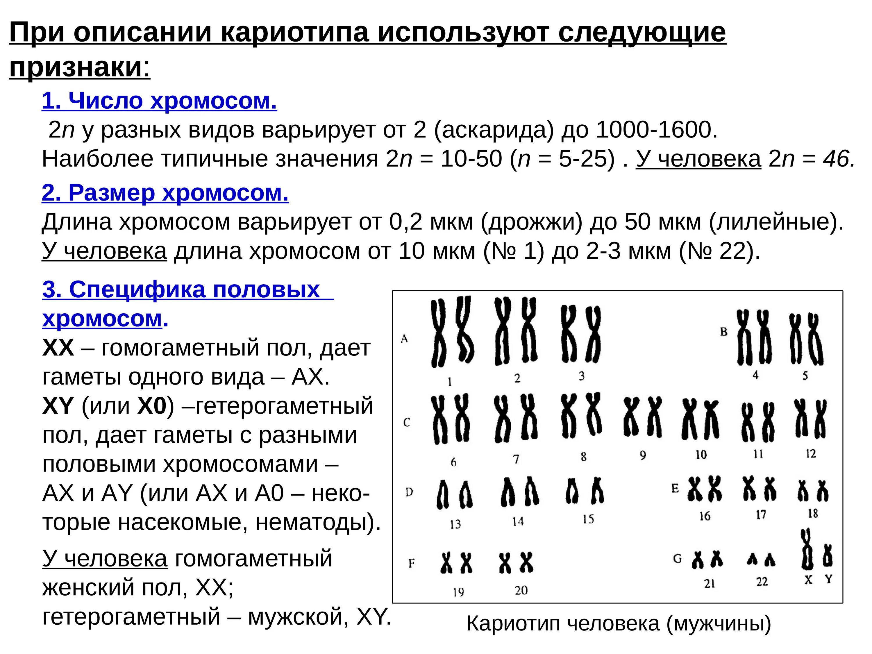 Кариотип человека определяют