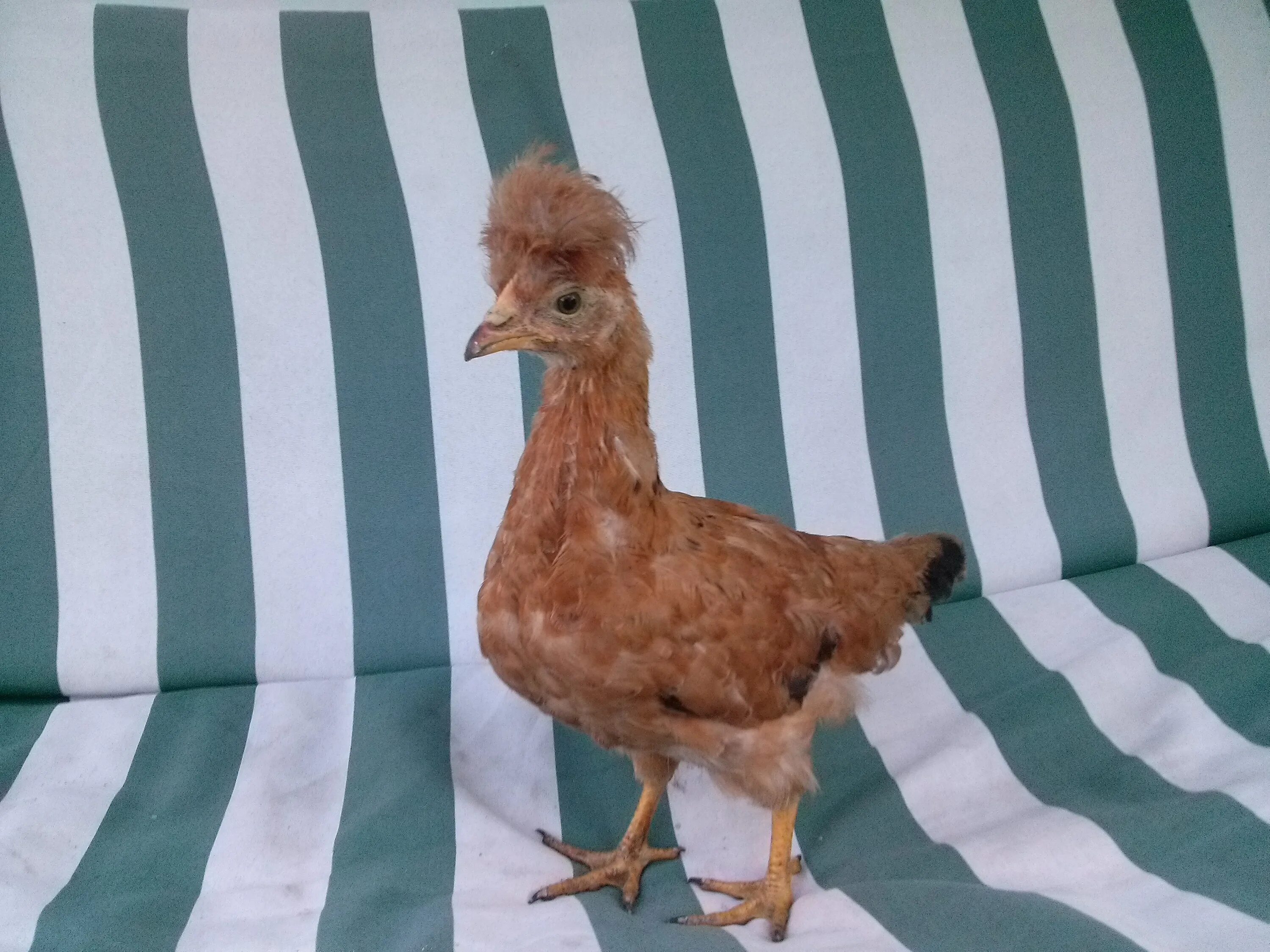 курицы русская хохлатая ситцевая. куры хохлатки. курица хохлатка. куры породы хохлатка. хохлатка ситцевая.