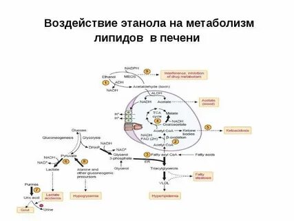 Метаболизм печени