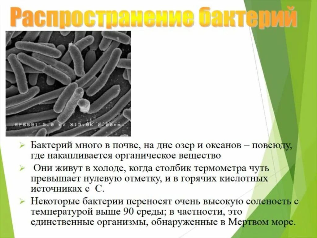 Презентация на тему бактерии. Доклад о бактериях. Бактерии проект. Сообщение по биологии про бактерии. Презентация бактерий в жизни человека