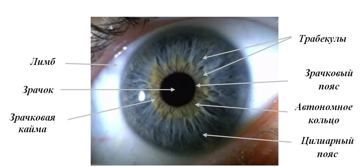 Радужка глаза анатомия. Строение глаза радужка оболочка. Радужная оболочка глаза анатомия. Строение глаза зрачок радужка. Зрачок какая структура