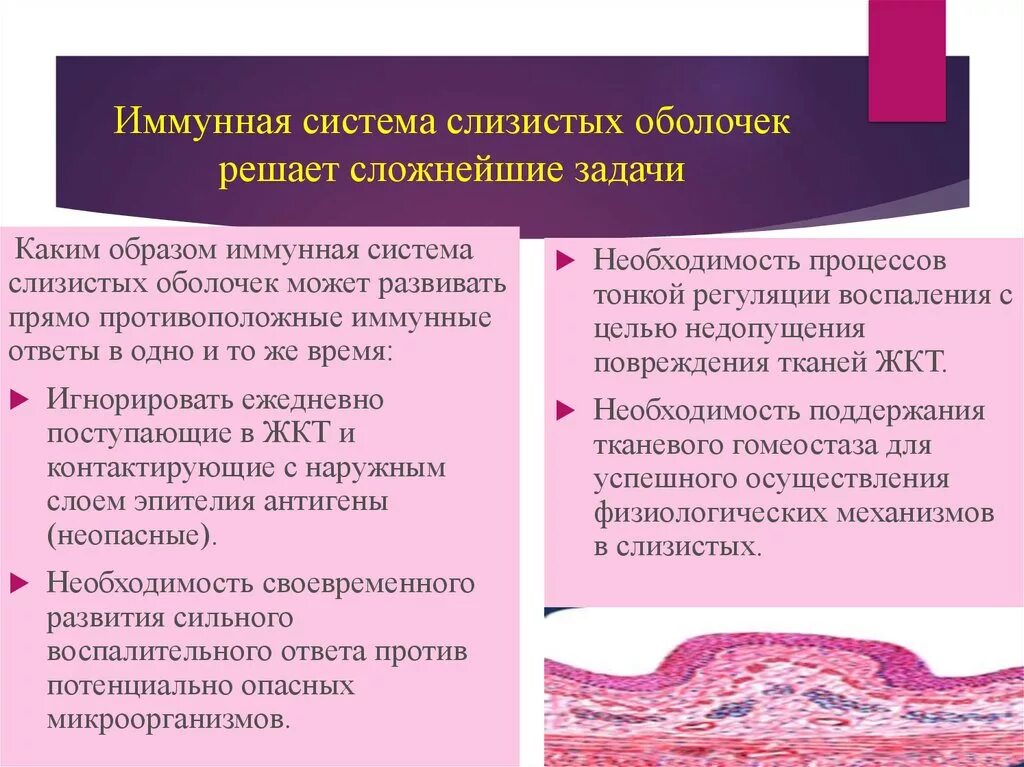 Свойства слизистых оболочек. Иммунологические процессы в слизистых оболочках. Иммунитет слизистых. Иммунитет слизистых оболочек. Иммунные процессы в слизистых оболочках.