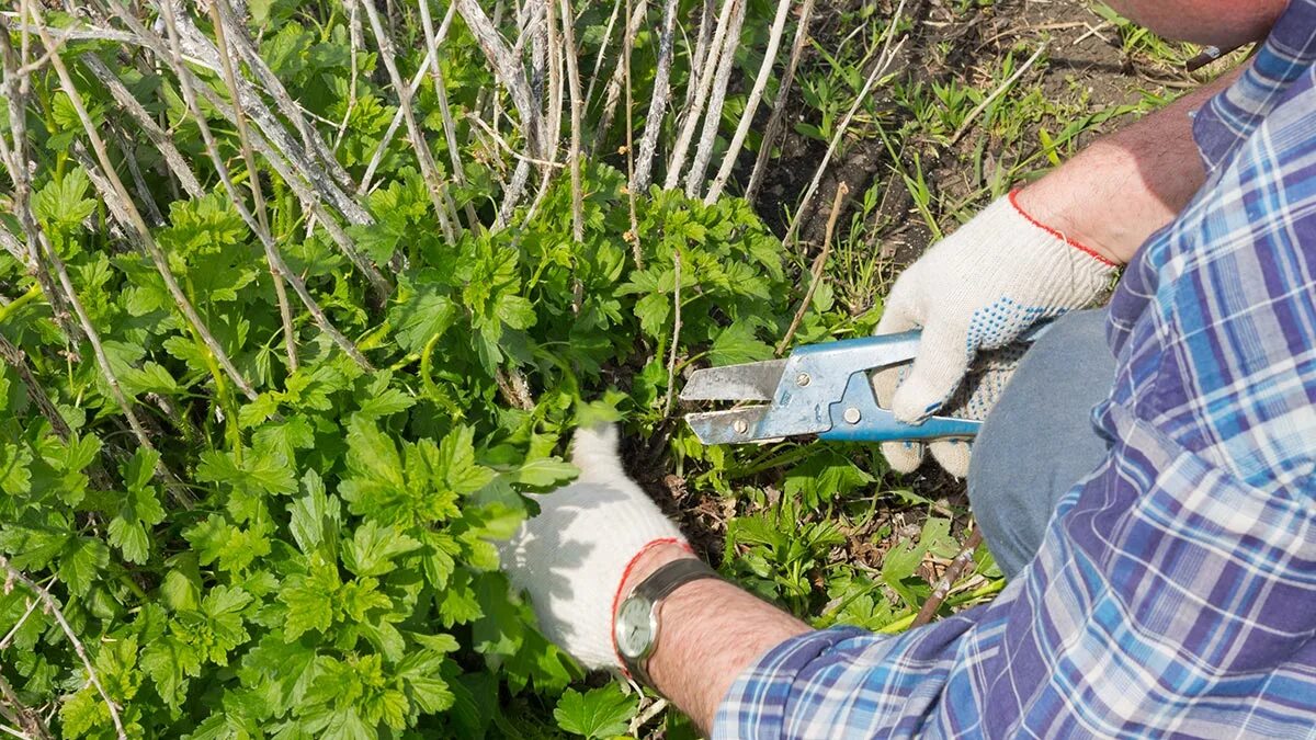 Нужно ли обрезать крыжовник. Обрезанный куст крыжовника. Прореженный куст крыжовника. Обрезка кустов крыжовника. Прополка крыжовника.