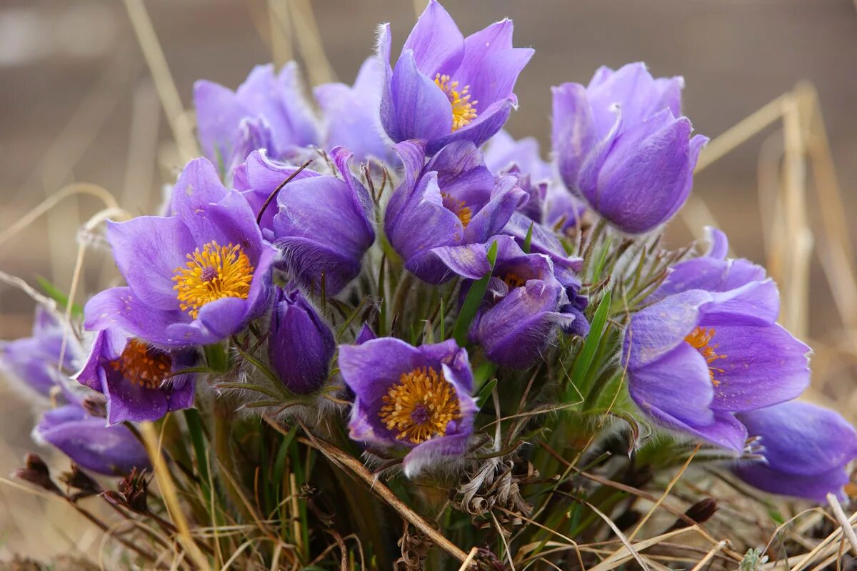 Прострел (Подснежник, сон-трава, Pulsatilla). Подснежник Сибирский прострел. Подснежник сон трава прострел. Цветы подснежники Сибирские.