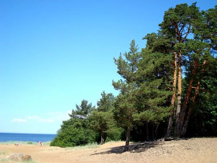 Московская область сосновый бор сосновый бор. Сосновый бор ярославль лес. Дивноморское сосны реликтовая роща. Иванишинская сосна. Белоруссия урочище сосновый бор.