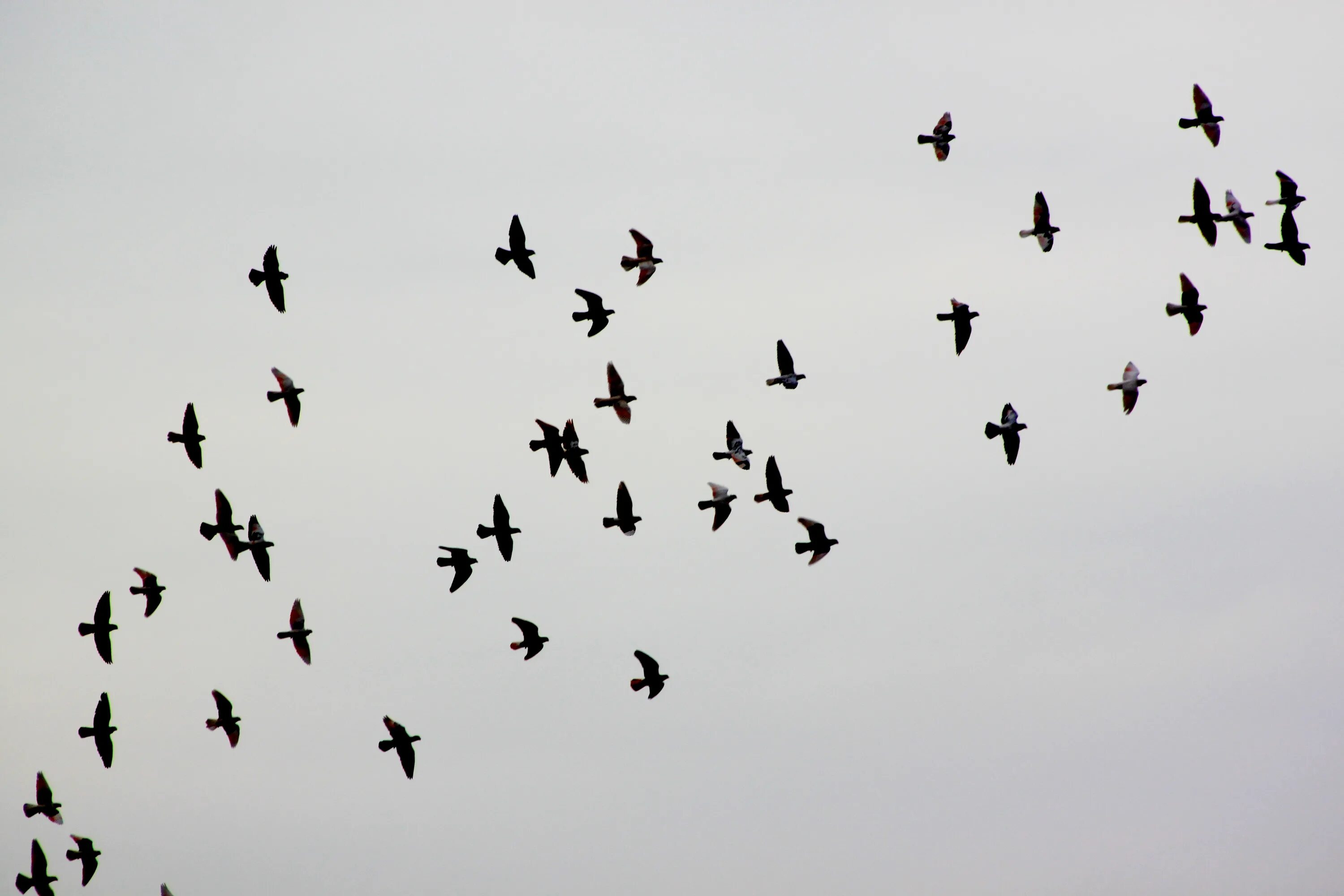 Flock of birds. Стая птиц. Стая ласточек. Птица вид сверху. Стая птиц сверху.