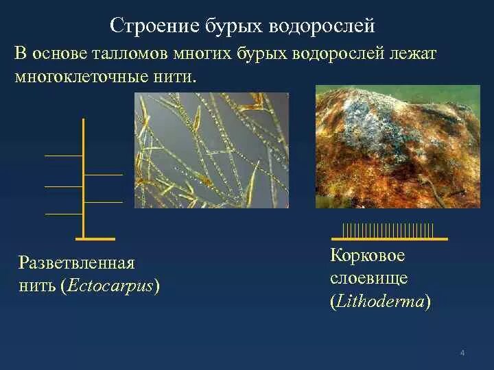 Охарактеризуйте особенности строения бурых