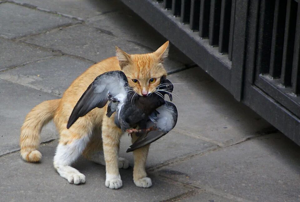 Кошка с птицей в зубах. Кот ест птицу. Кот ест птицу. Кошка ест птичку. Кот ест птицу.