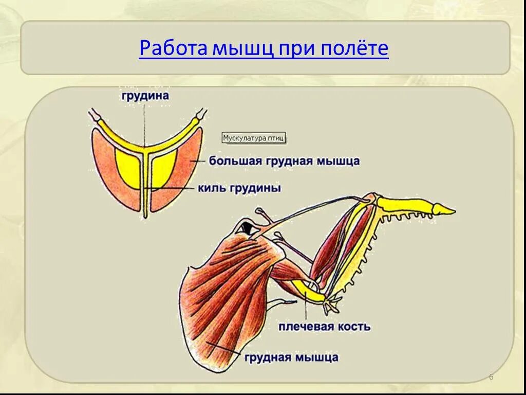 Каковы особенности мускулатуры птиц. Мышечное строение птицы. Опорно двигательная система птиц мускулатура. Мышечная система птиц строение. Строение мышц птицы.