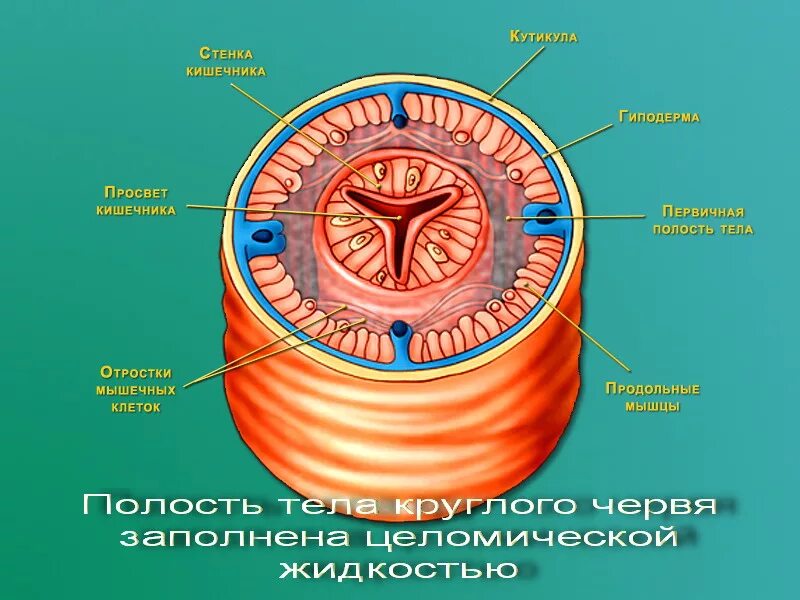 Кожно мускульный мешок и полость тела кольчатых червей. Кожно-мускульный мешок у круглых червей. Первичная полость тела у круглых червей. Полость тела круглого червя. Мускульный мешок круглых червей