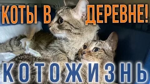 Канал тетя чуня