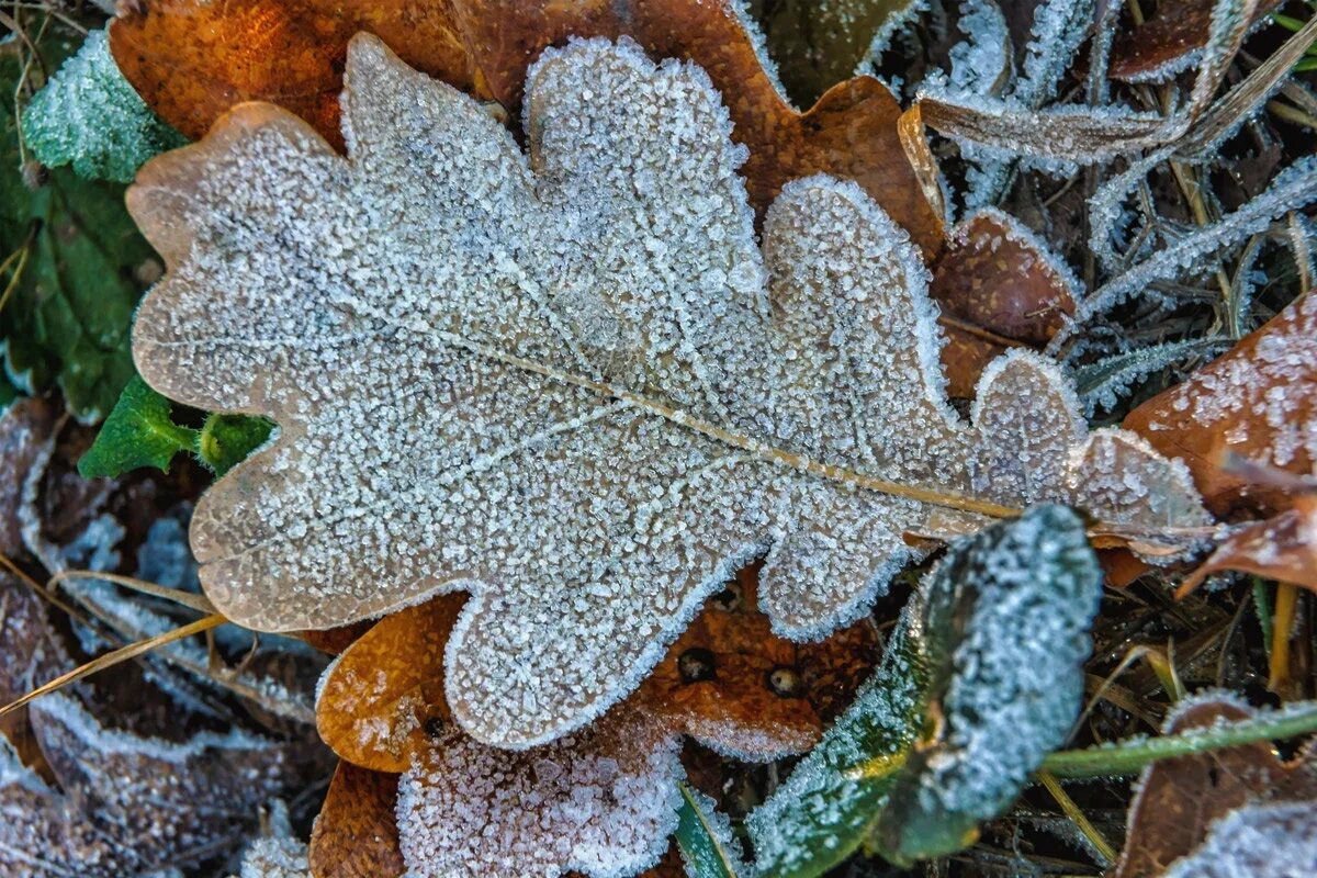 Зимние листья. Подмороженные листья. Ветки во льду. Иней. Замерзший листочек.