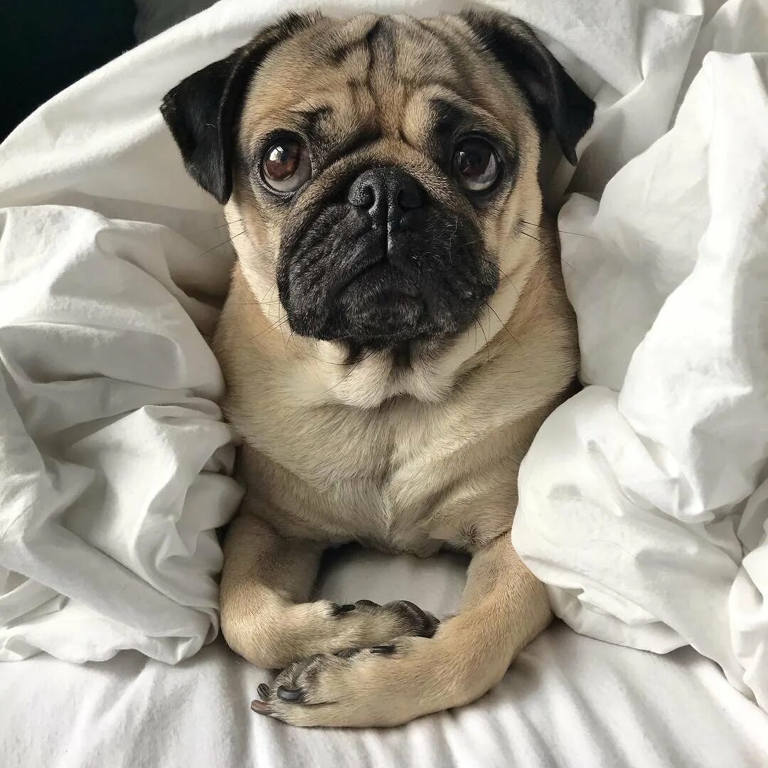 Порода собак мопс. Чубася мопс. pug мопс. бройн мопс. мопс маленький чубася.