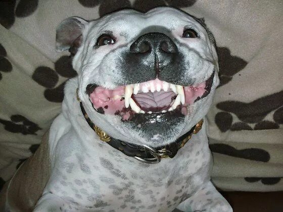 Американский стаффордширский терьер зубы. Стаффордширский терьер и питбуль. Стаффордширский бультерьер зубы. Американский стаффордширский терьер челюсти. Амстафф бультерьер.