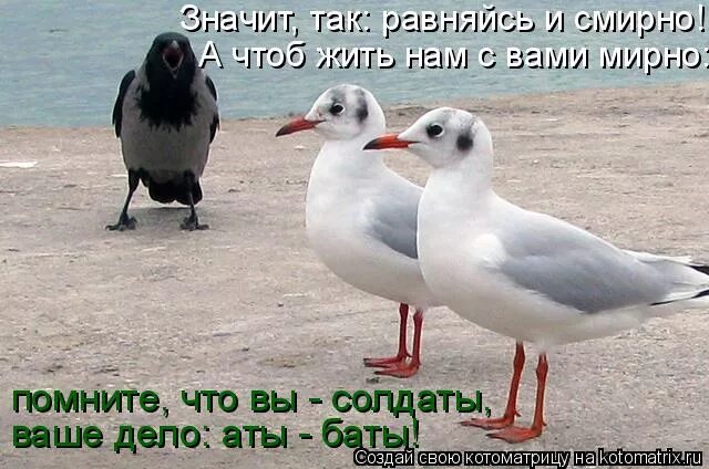 строевая стойка. что значит смирно. строевая стойка и выполнение команд. когда не подается команда смирно по уставу. что значит смирно.