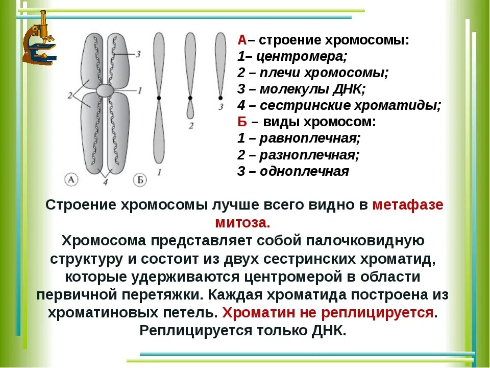 Внутреннее строение хромосом. Строение органоидов хромосомы. Строение хромосомы ЕГЭ биология. Строение хромосомы этапы. Строение хромосомы биология 5 класс.