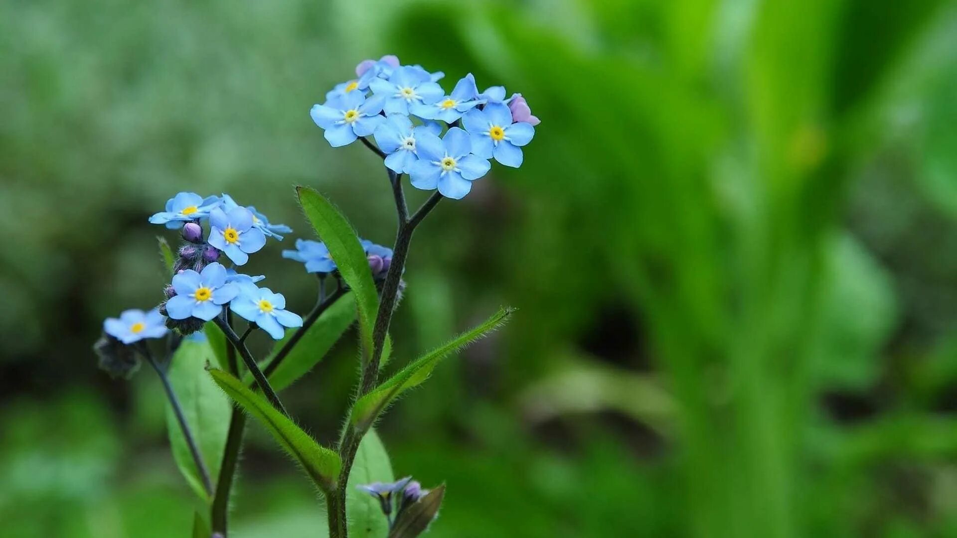 Незабудка мелкоцветковая (Myosotis micrantha).. Незабудка Полевая (Myosotis arvensis). Незабудка Дубравная. Незабудка Болотная голубая.