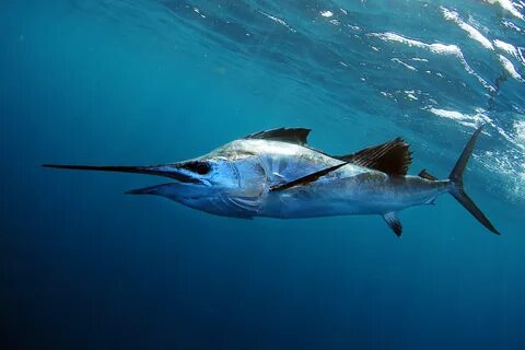 Marlin марлин