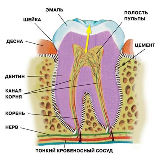Строение зуба эмаль дентин. Зубы физиология. зуб эмаль дентин пульпа.