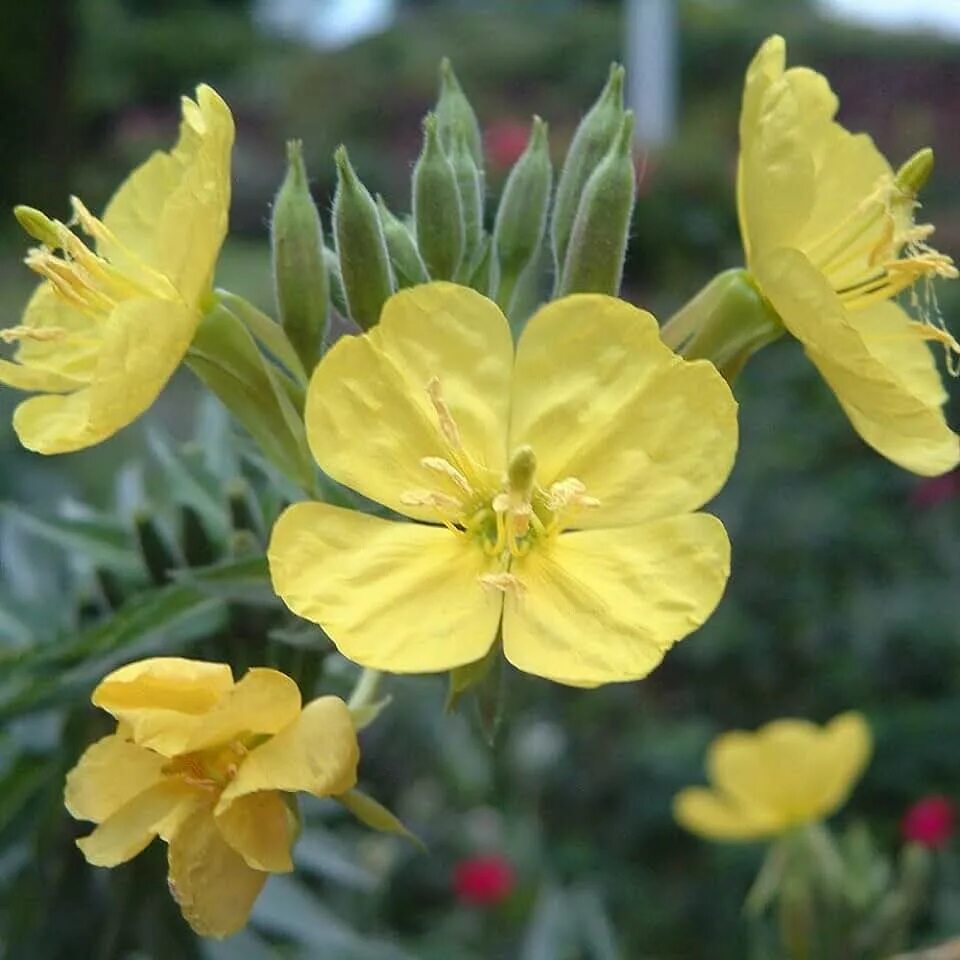 Энотера цветок фото и описание. Oenothera lamarckiana. Энотера ослинник. Энотера миссурийская желтая. Энотера сноголетняя.