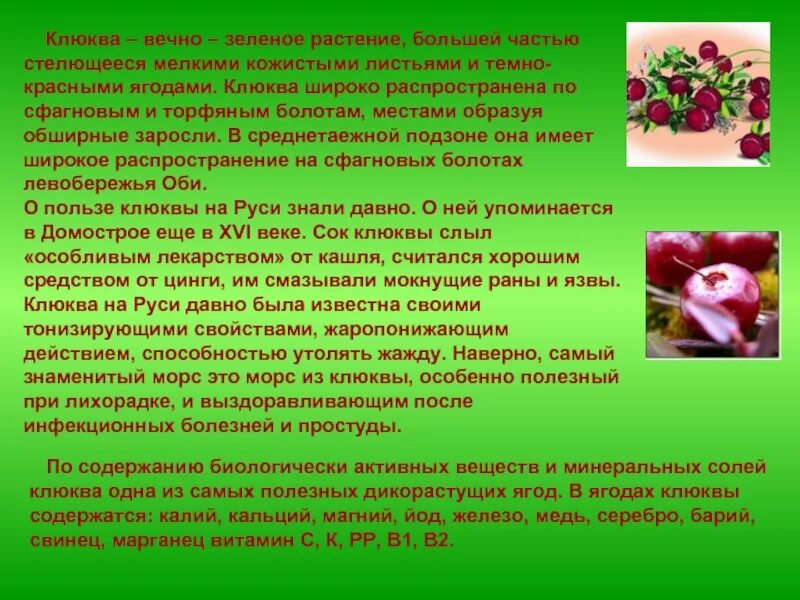 Ягоды Сибири презентация. Проект Сибирские ягоды. Вечно зелёное растение описание. Четыре вечной зелёных растения.