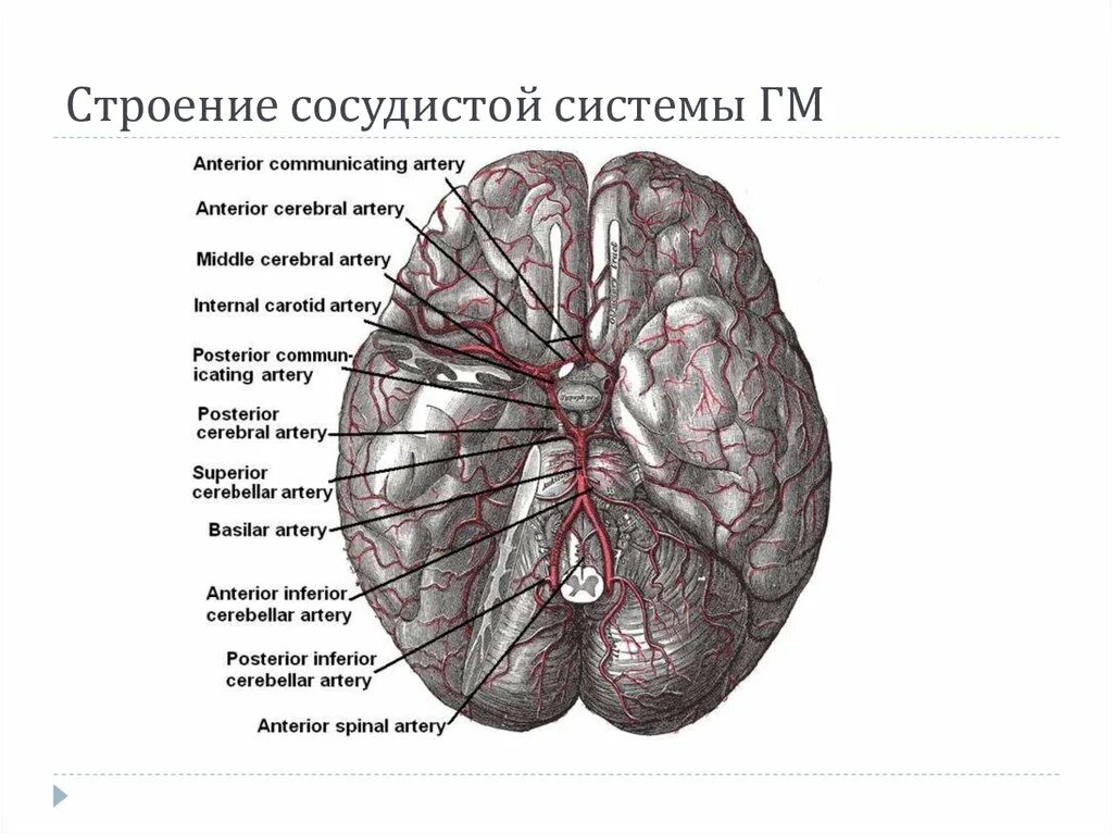 Сосудистые поражения головного мозга. Патология головного мозга. Сосудистые заболевания головного мозга неврология. Болезнь головного мозга на латинском. Болезни головного мозга на английском.