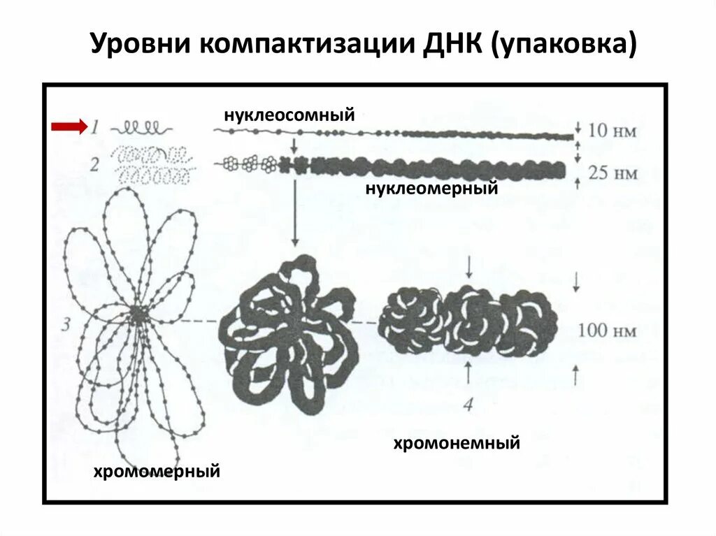 Хромомерный уровень компактизации ДНК. Уровни компактизации ДНК В хромосоме. Уровни компактизации хроматина. Компактизация ДНК эукариот. Схема компактизации наследственного материала клетки