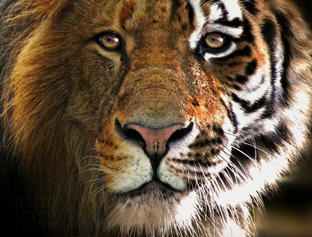 Рингтон что за лев этот тигр. Лион Тигер. Лев и тигр. Лев и тигр в одном лице. Наполовину Лев наполовину тигр.