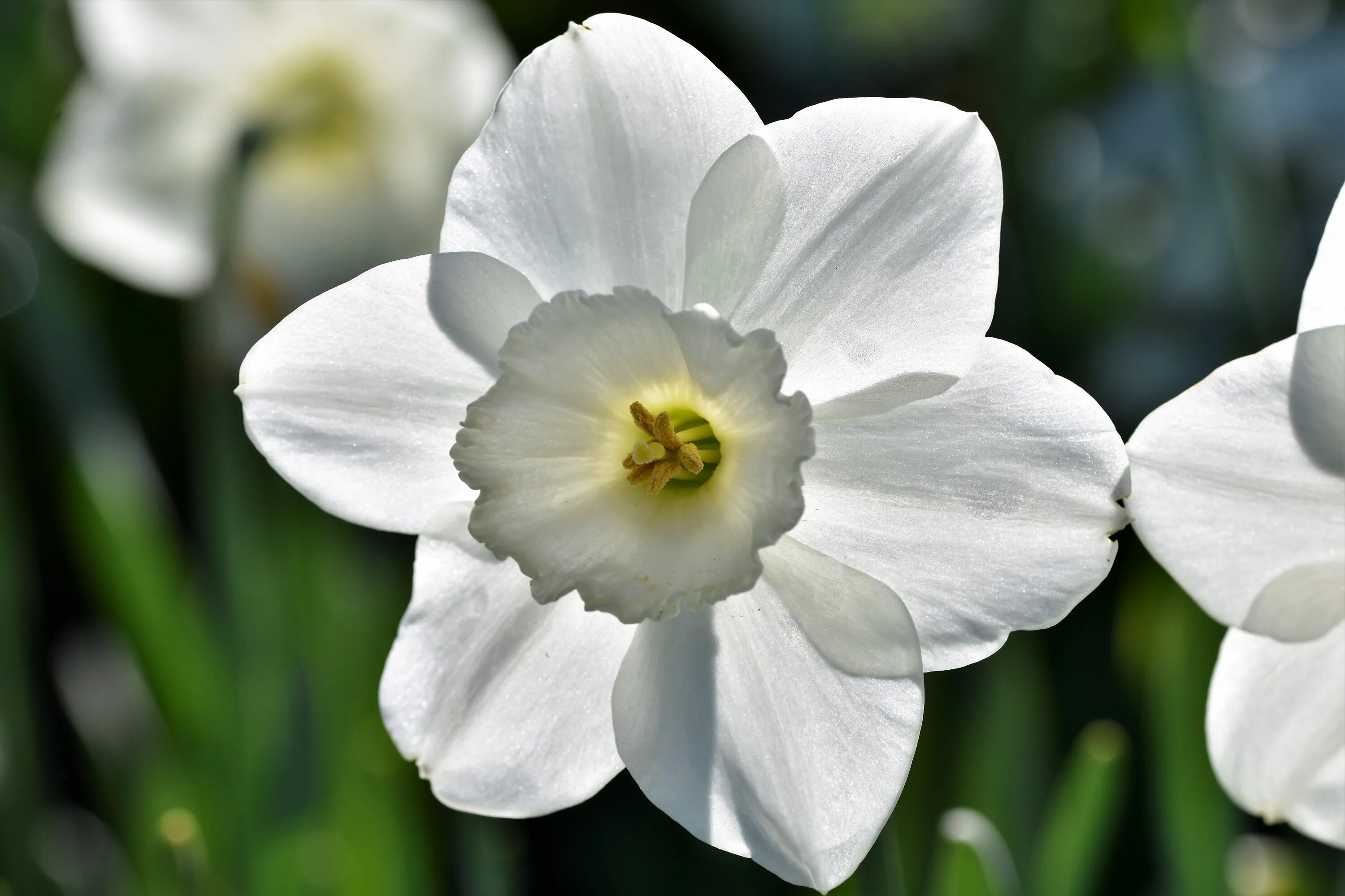 Нарцисс Сноу Фриллз. Нарцисс цветок. Нарцисс многоцветковый белый. Нарцисс Ван Сион. Нарциссы крупно фото