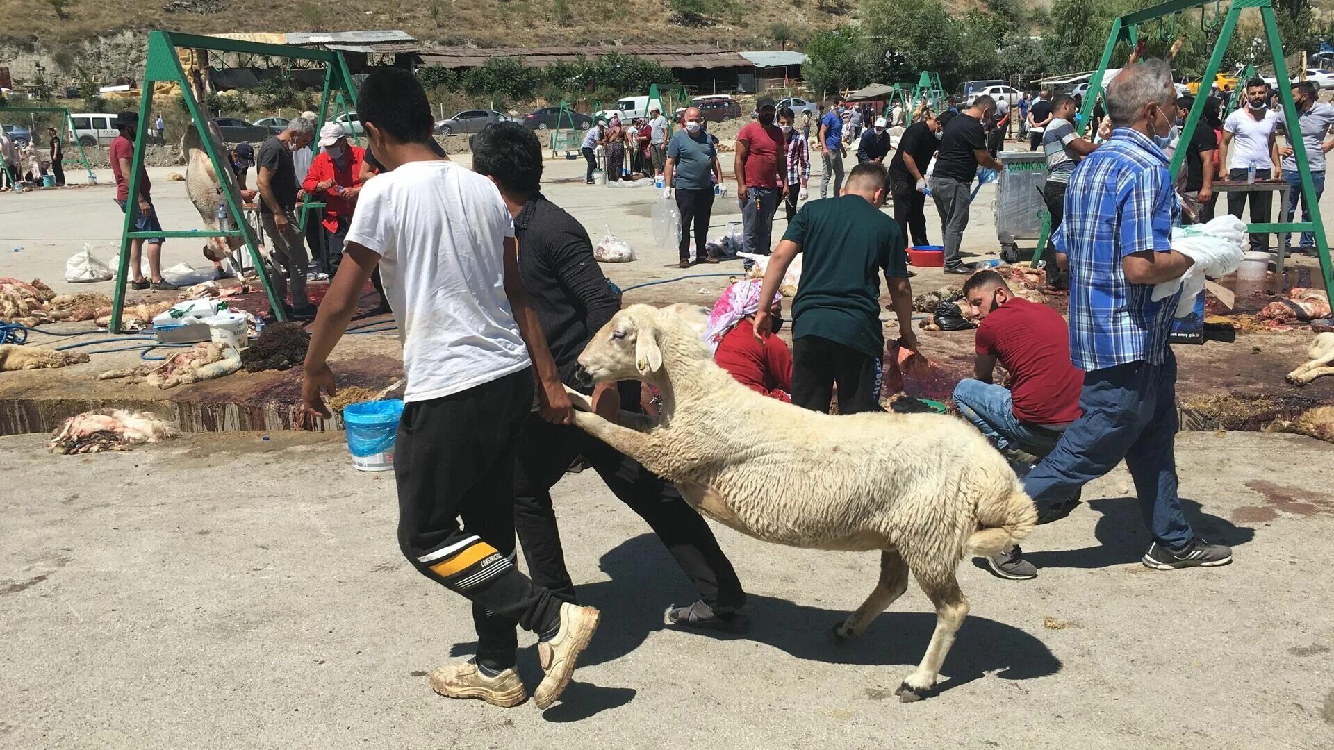 Курбан крым. Мусульманский праздник жертвоприношения «Курбан байрам» (Eid al-Adha). Праздник жертвоприношения Курбан байрам 2021. Курбан-байрам 2022 в Дагестане. Жертвоприношение барана.