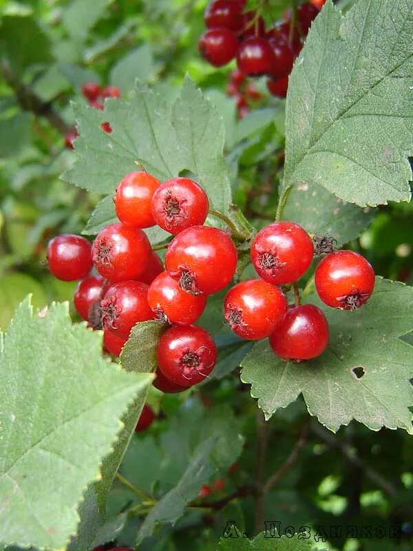 Красная тута. Боярышник Сибирский Crataegus sanguinea. Боярышник кроваво-красный Crataegus sanguinea. Боярышник Сибирский кроваво-красный. Боярышник Сибирский кроваво-красный куст.