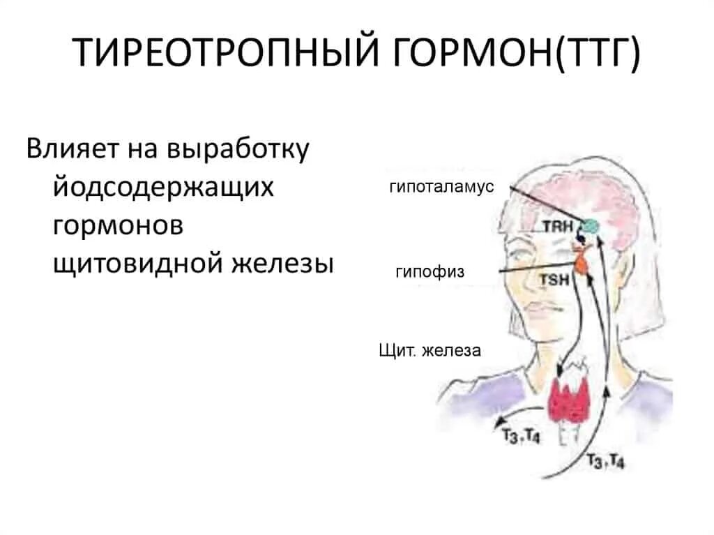 Гипофиз ТТГ. Тиреотропный гормон норма. За что отвечает гормон ТТГ щитовидной железы. ТТГ функции гормона. Какой тиреотропный гормон