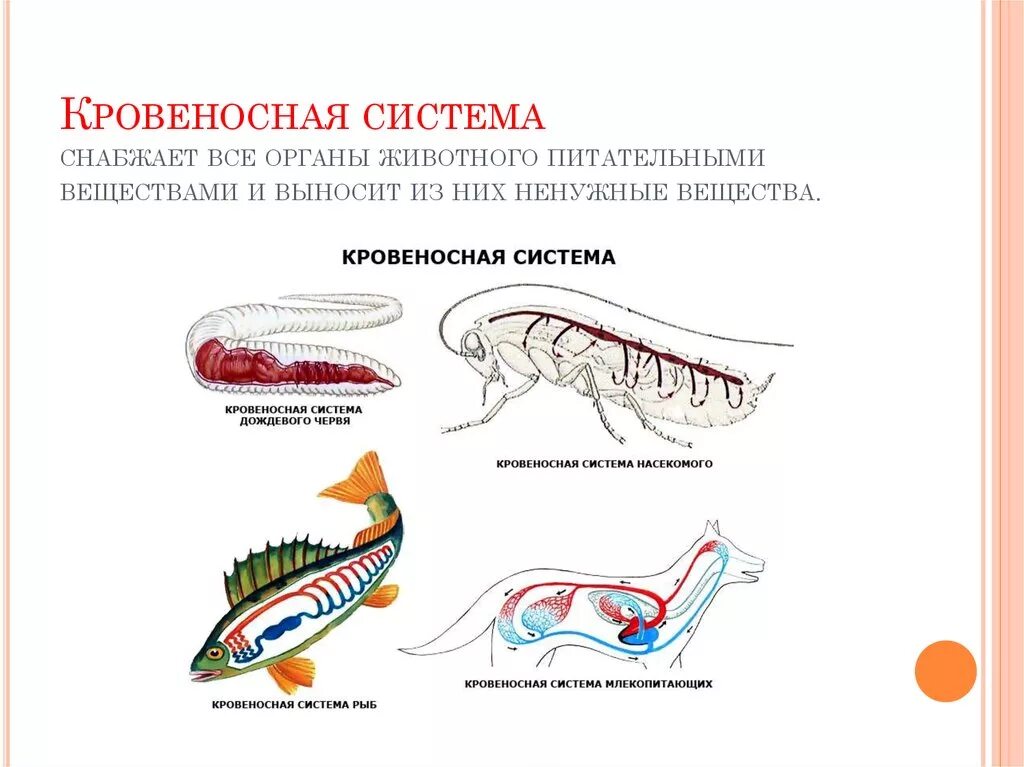 Системы органов животных. Кровеносная система жи. Кровеностные система животных. Кровеносная система животных. Сердце беспозвоночных